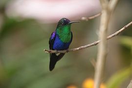 Kolibri in El Dorado, Sierra Nevada von Anneke Ruys