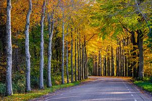 Het goud van de herfst van Tvurk Photography