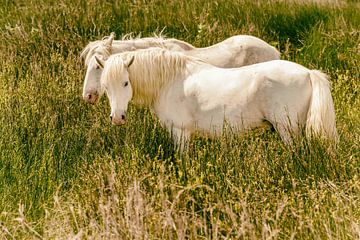 Chevaux de Camargue sur Dieter Walther