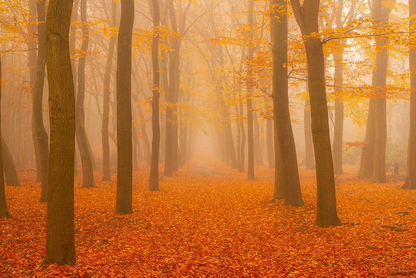 Pad door een mistig beukenbos van Sjoerd van der Wal Fotografie