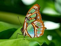 Farbe auf einem Blatt