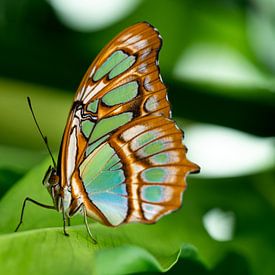 Colour on a leaf by Randy Riepe