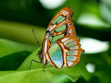 Colour on a leaf by Randy Riepe