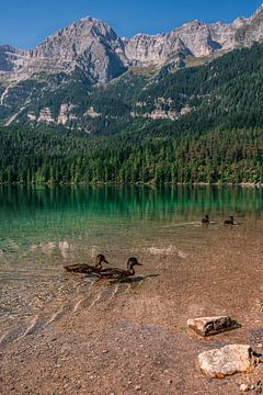 Canards dans un lac de montagne vert vif dans les Dolomites en Italie sur Dafne Vos