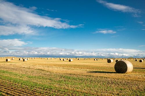 Champs de moisson en Alberta – Balles de foin dorées sous un ciel spectaculaire