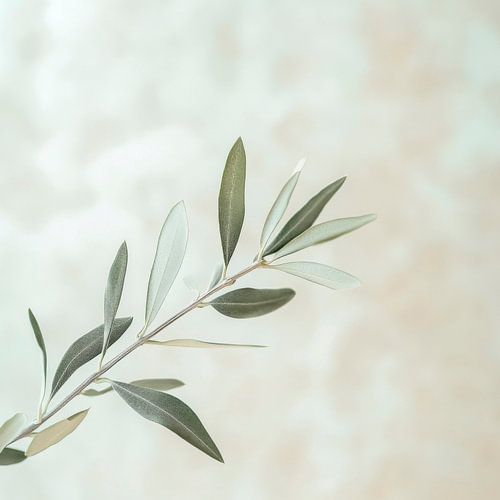 Rameau d'olivier aux couleurs douces sur Poster Art Shop