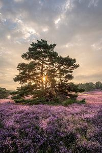 Les belles couleurs de la nature au lever du soleil sur les landes sur John van de Gazelle