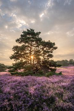 Die schönen Farben der Natur bei Sonnenaufgang im Moor von John van de Gazelle