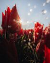 Tulips, light & water by Larissa van Hooren thumbnail