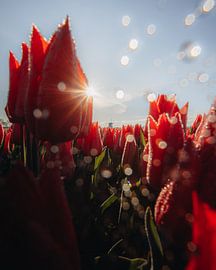 Tulipes, lumière &amp ; eau sur Larissa van Hooren