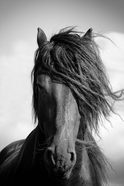 Friese paard staande in de wind. van Jan Brons