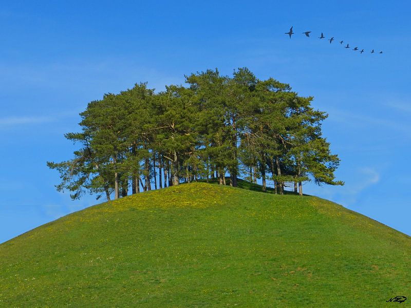 Mountain top with trees by Norbert Hergl
