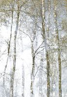 Birch trees