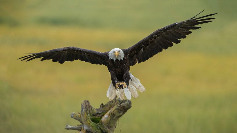 Bald eagle in flight with prey by Michael Kuijl