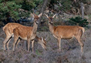 Red deer females by Merijn Loch