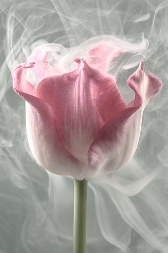 Eine zartrosa Tulpe im Rauch: ein flüchtiger Moment von Marjolijn van den Berg