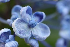 Macro van hortensia