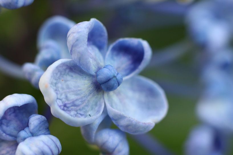 Macro de l'hortensia par Geert Naessens