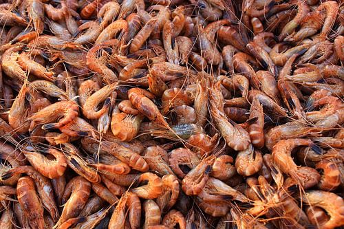 Freshly caught crabs