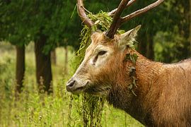 Tijd om te burlen! by Anneriek de Jong