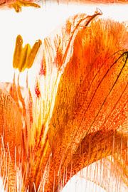 Alstroemeria in ice 2