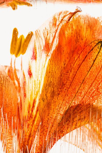 Alstroemeria in Eis 2 von Marc Heiligenstein