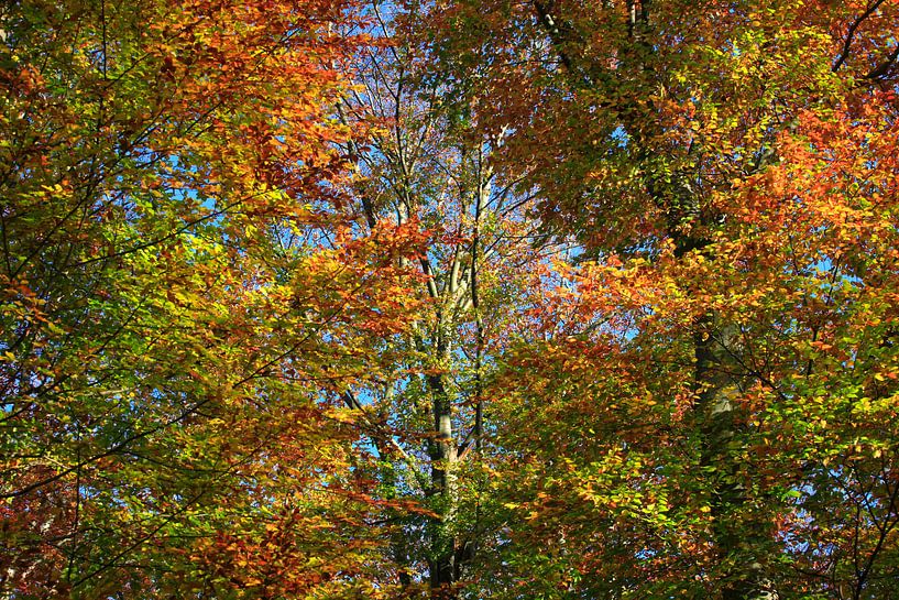 Magnificent beech by Thomas Jäger