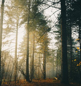 De bossen van Den Hout