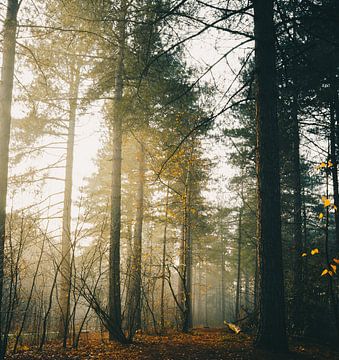 Les forêts de Den Hout sur Coert van Opstal