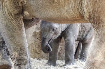 Baby onder moeders...