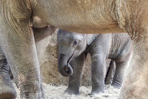 Baby onder moeders...