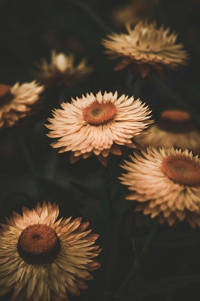 Verblasste Blumen von Tim Mossholder