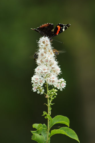 duo flora