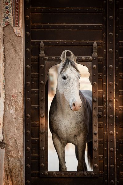 Marwari-Pferd in einem Haveli in Indien | Reisefotografie von Lotte van Alderen