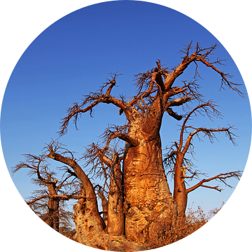 Baobabs at Kubu Island, Botswana van W. Woyke