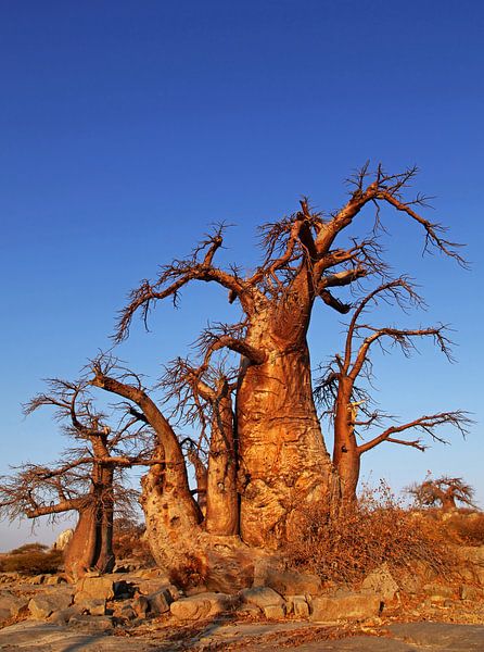 Baobabs auf Kubu Island, Botswana von W. Woyke