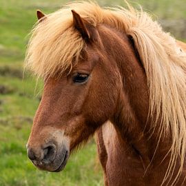Icelandic Horse by Adelheid Smitt
