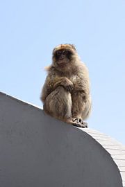 Eenzame aap heeft liefde nodig van Sama Apkar