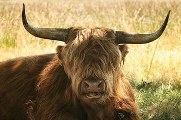 Schotse Hooglander van Kees de Knegt