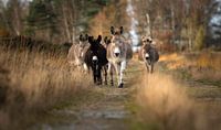 Een groep ezels in de natuur