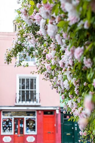 Pink roses and colorful houses