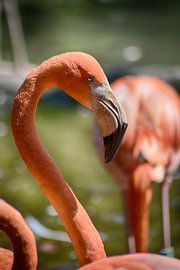 Flamingo van FotoGraaGHanneke
