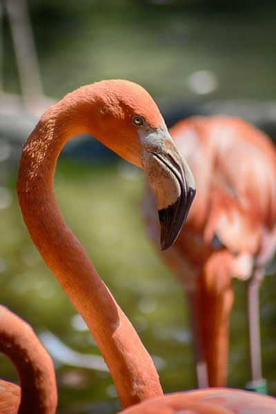 Flamingo von FotoGraaG Hanneke