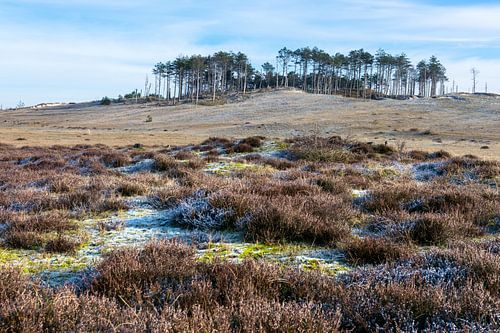 De heide en duinen van Schoorl