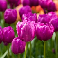 Tulp 5