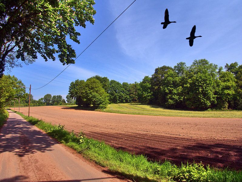 Buer 6 par Edgar Schermaul