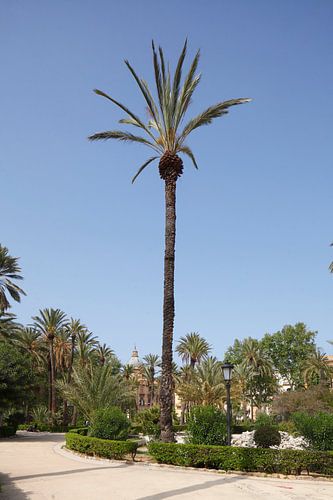 Garten der Villa Bonanno an der  Piazza della Vittoria , Palermo,  Sizilien, Italien, Europa