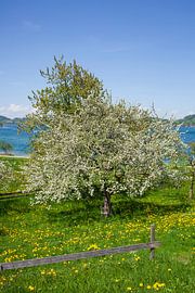 Bad Wiessee, Tegernsee von Torsten Krüger