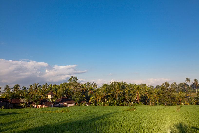 Terrasses de rizières à Bali, Indonésie par Tjeerd Kruse