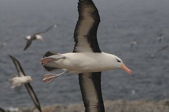 Wenkbrauwalbatros in  vlucht
